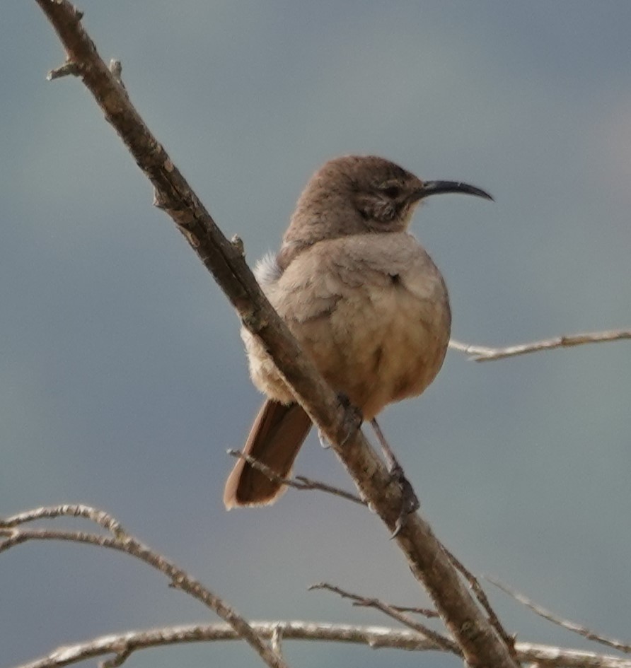 California Thrasher - ML620961188