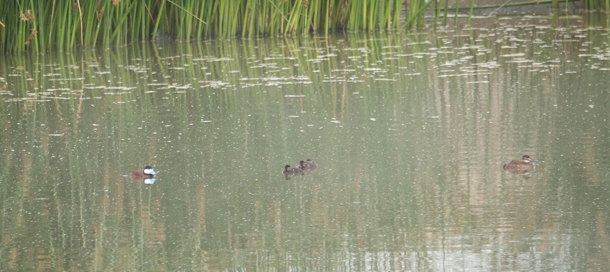 Ruddy Duck - ML620961216