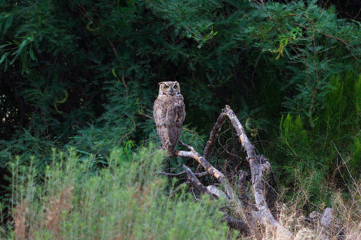 Great Horned Owl - ML620961362