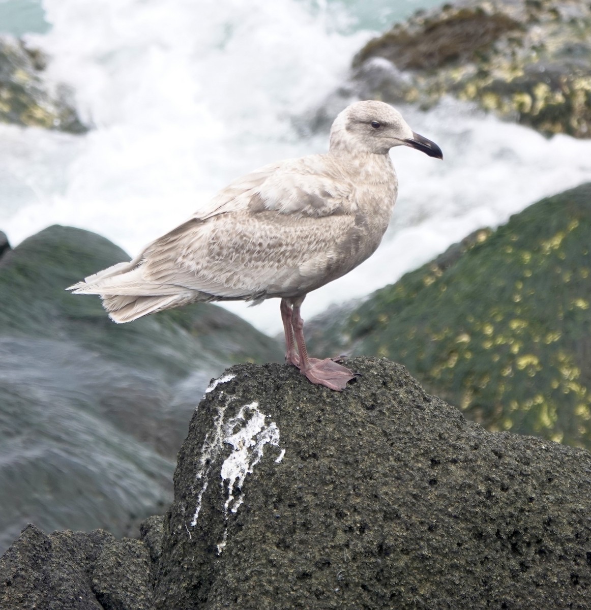 Glaucous-winged Gull - Martin Kennewell