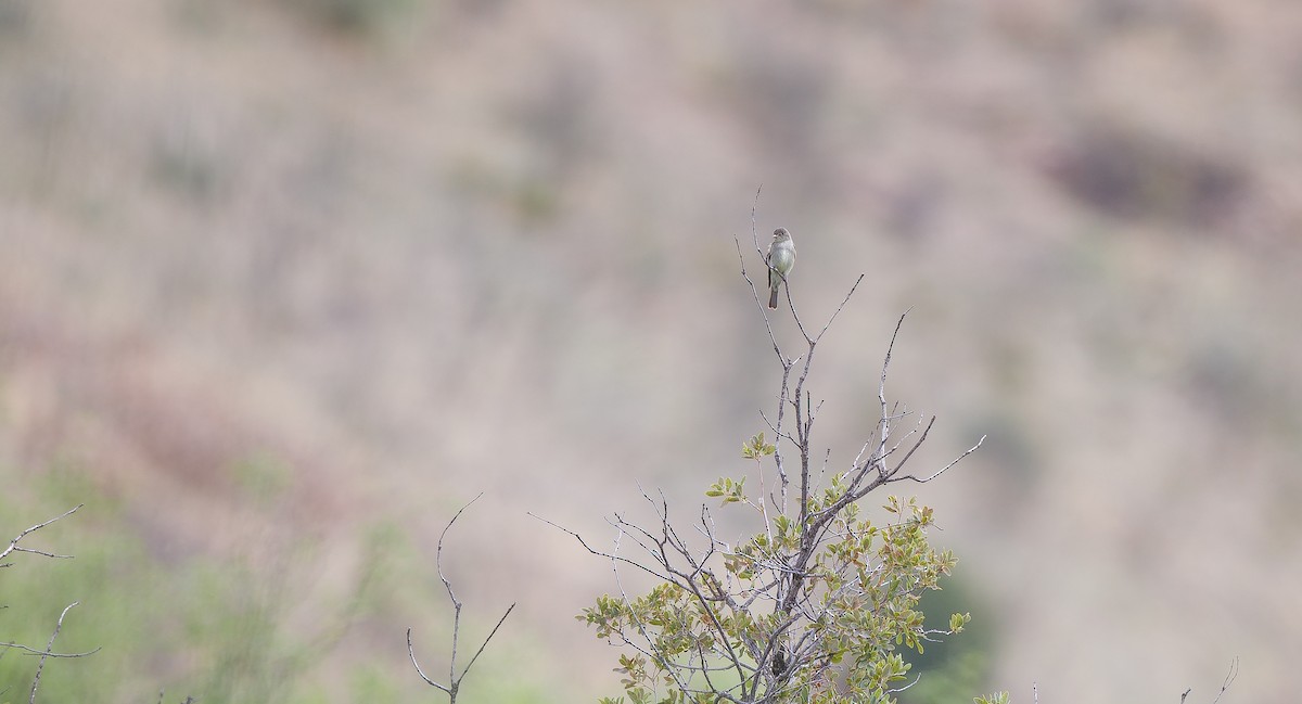 Eastern Wood-Pewee - ML620961421