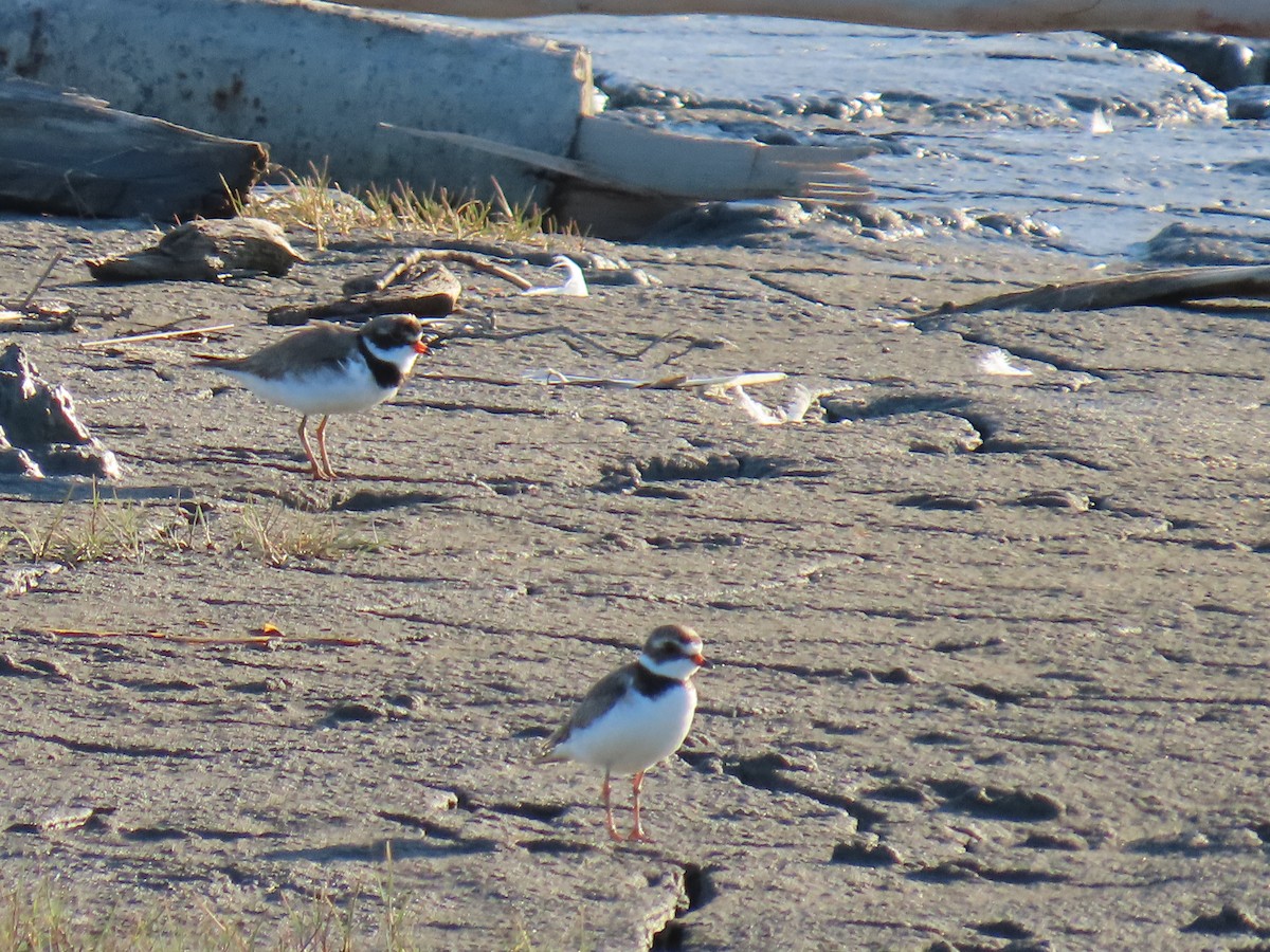 Semipalmated Plover - ML620961430