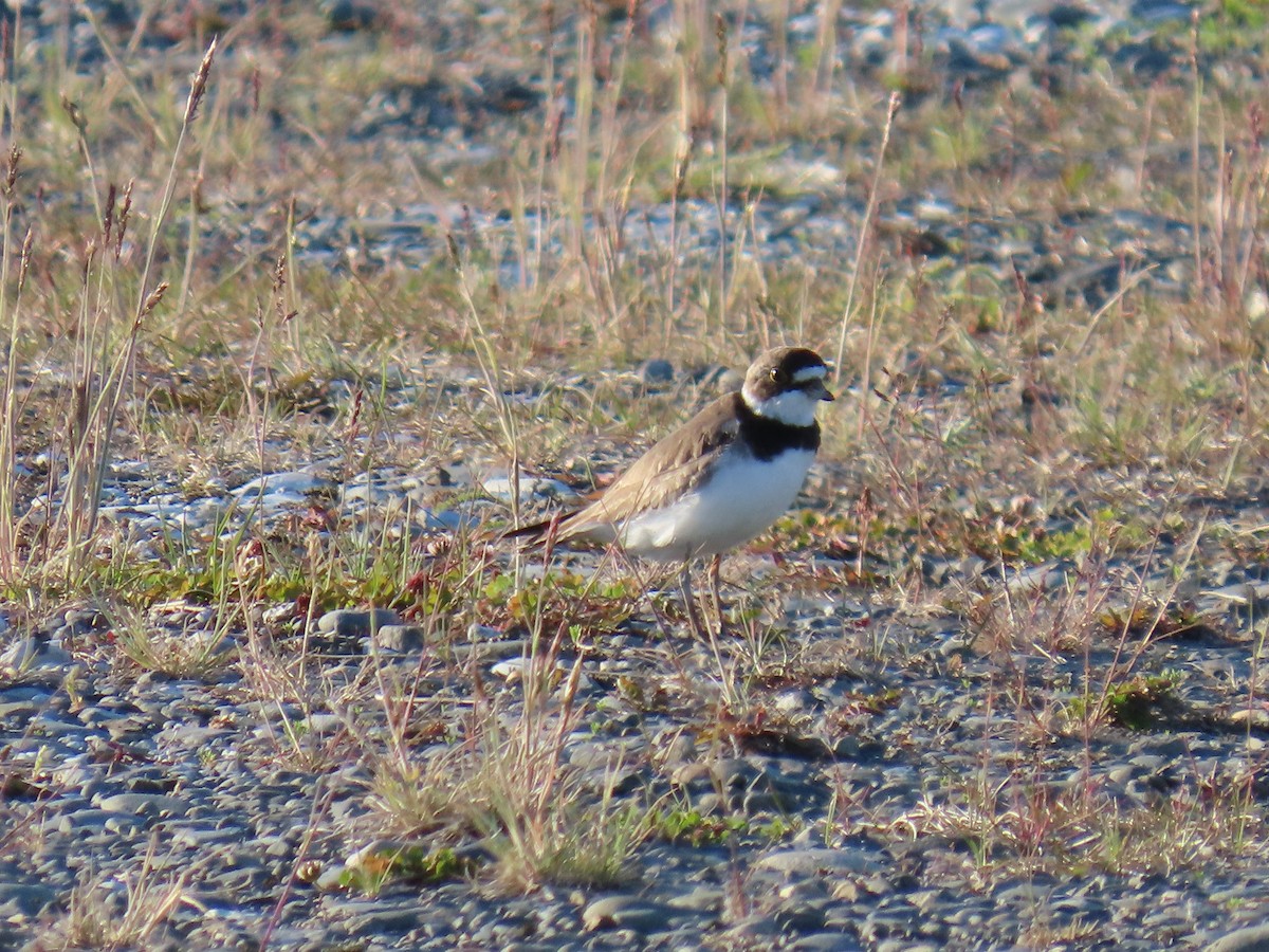Semipalmated Plover - ML620961444