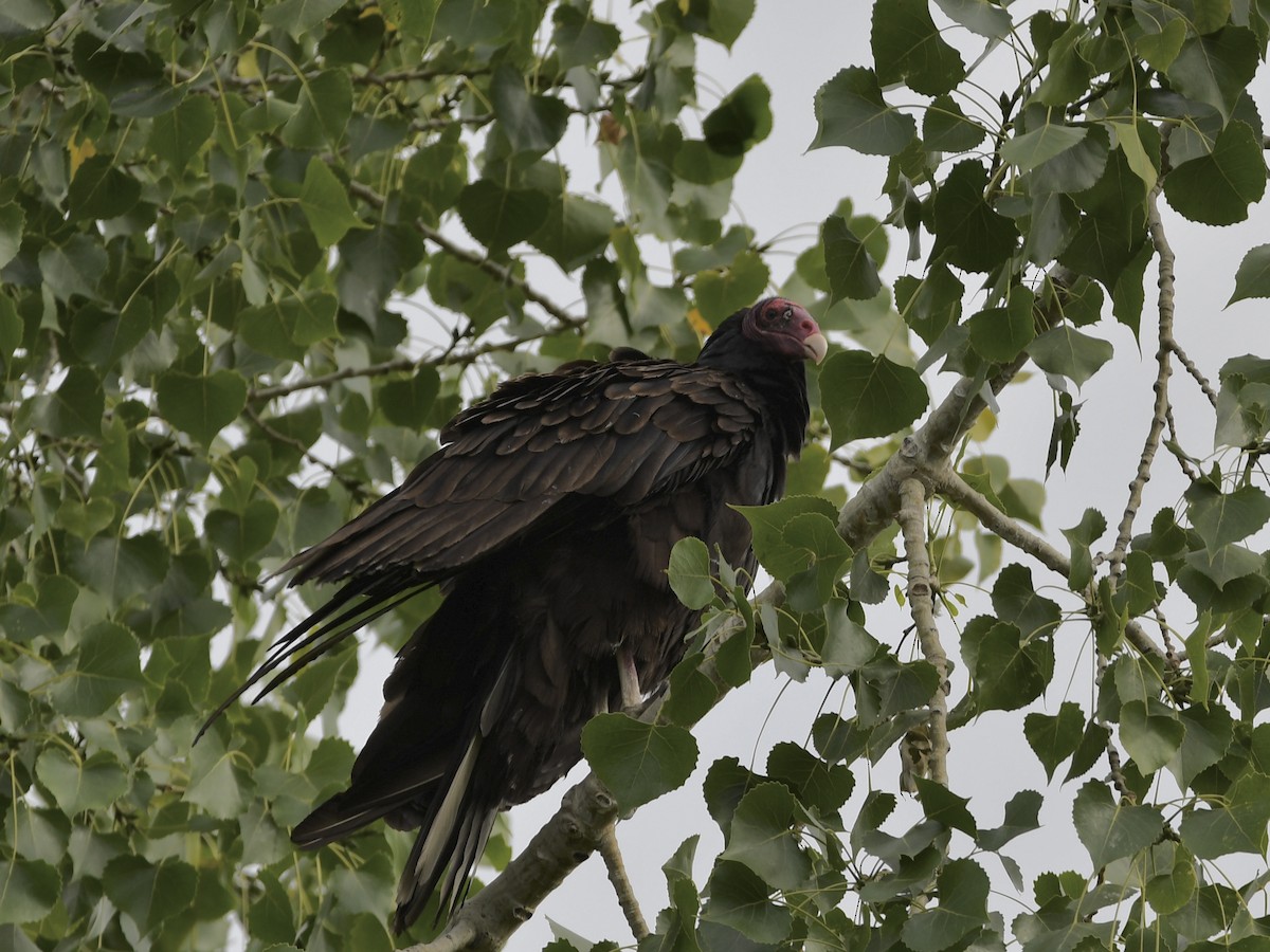 Turkey Vulture - Shiraz Vira