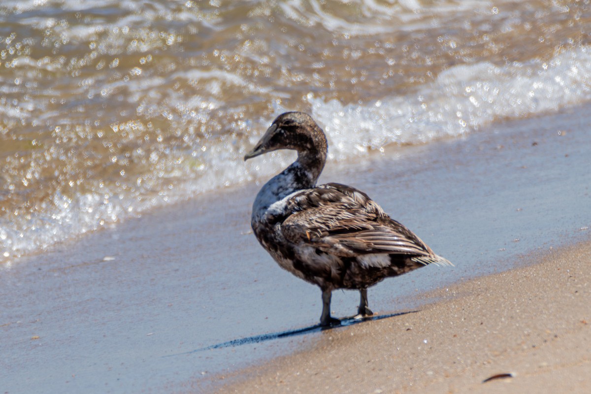 Common Eider - ML620961637