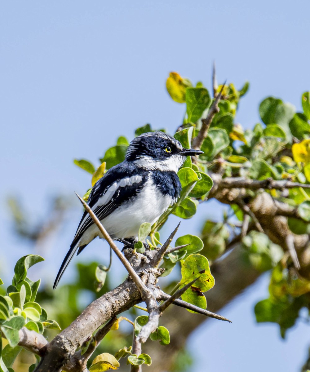 Pygmy Batis - ML620961638