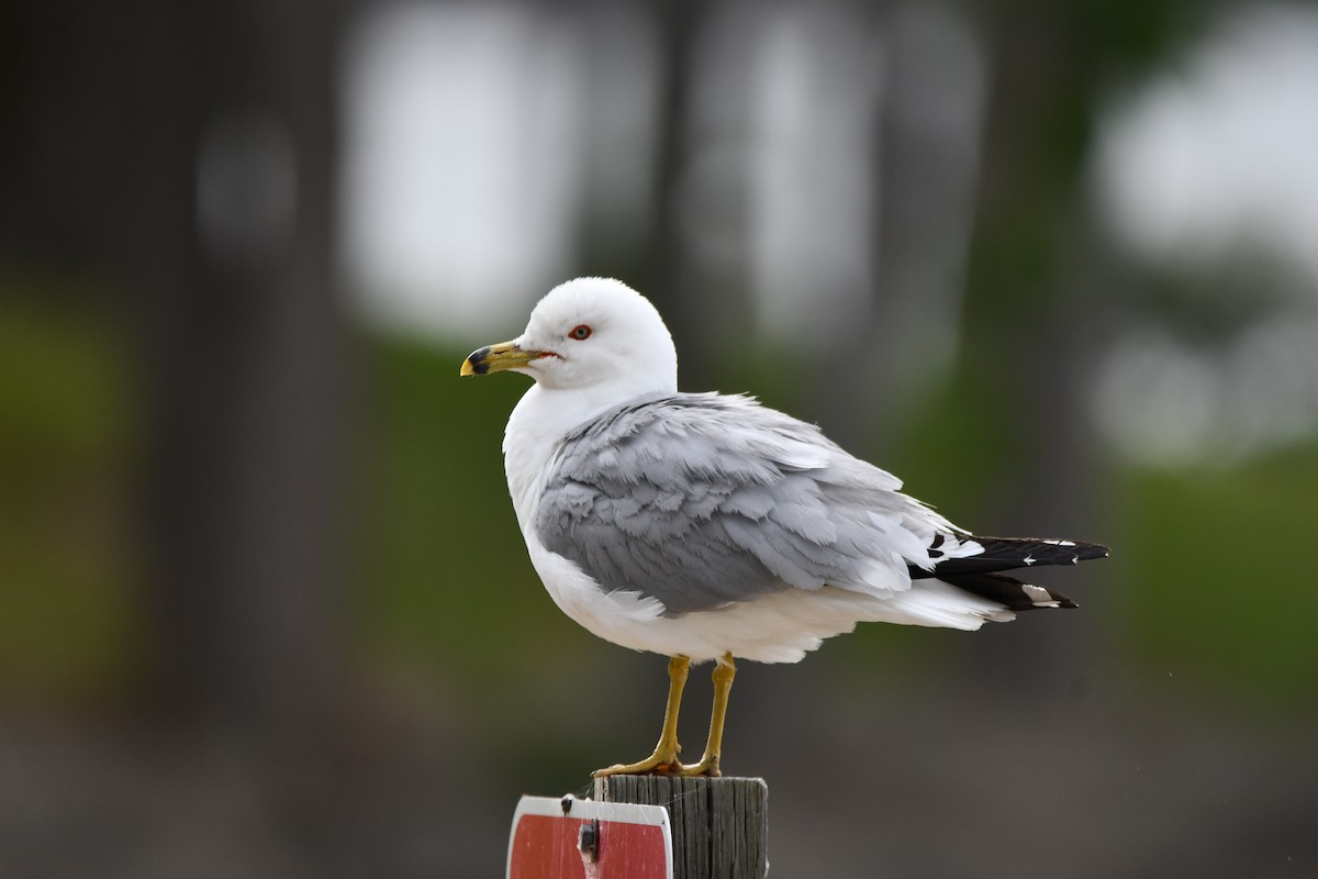 Ring-billed Gull - ML620961659