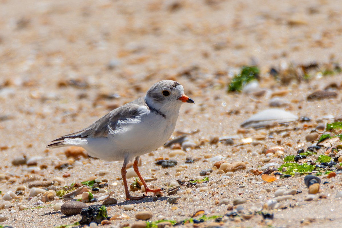 Piping Plover - ML620961663