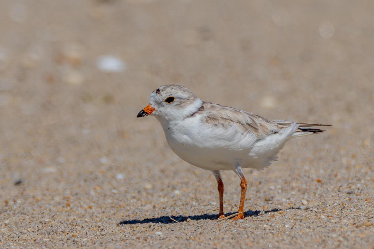 Piping Plover - ML620961664