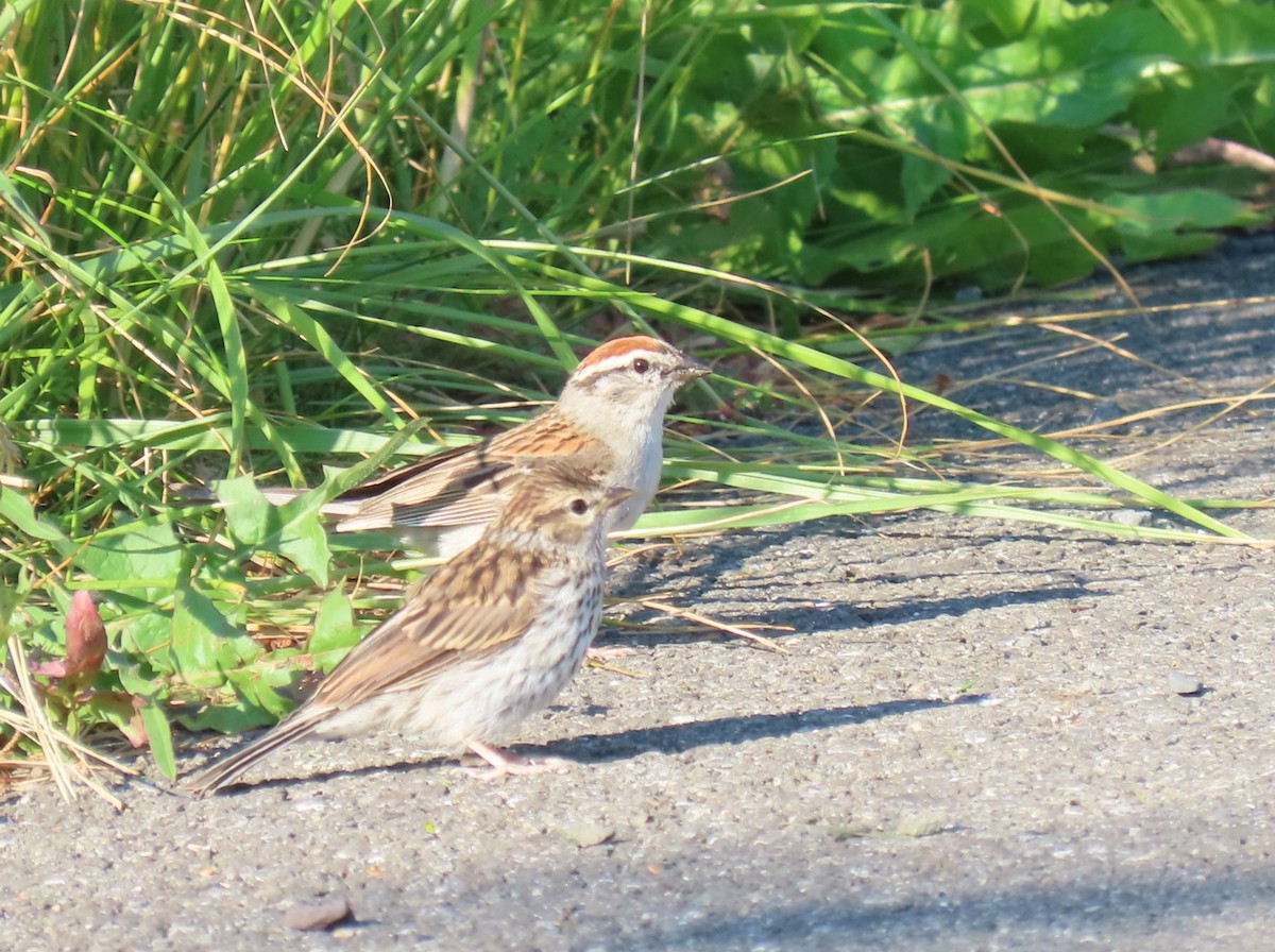 Chipping Sparrow - ML620961699