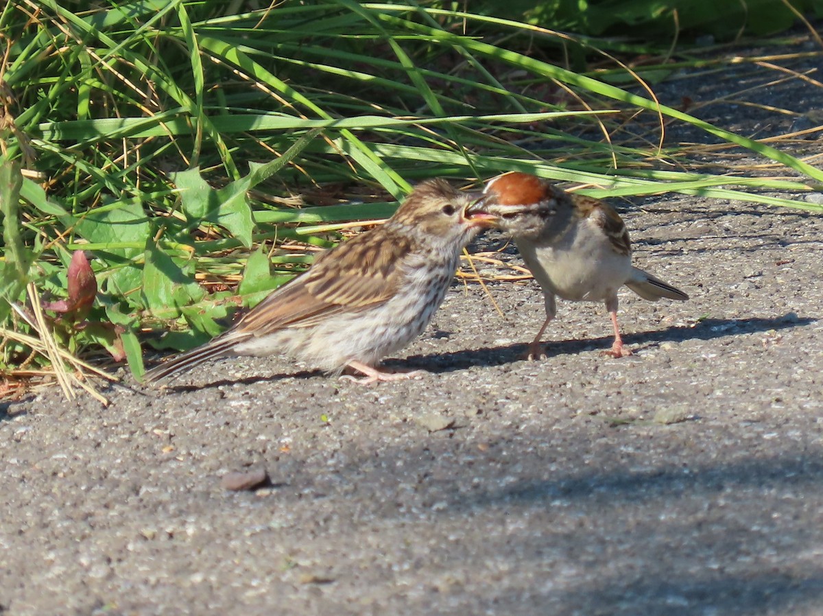 Chipping Sparrow - ML620961700