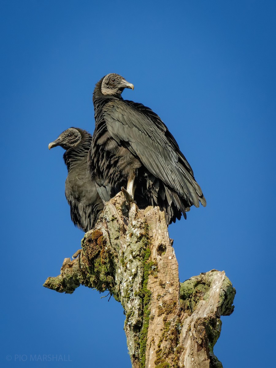 Black Vulture - ML620961704