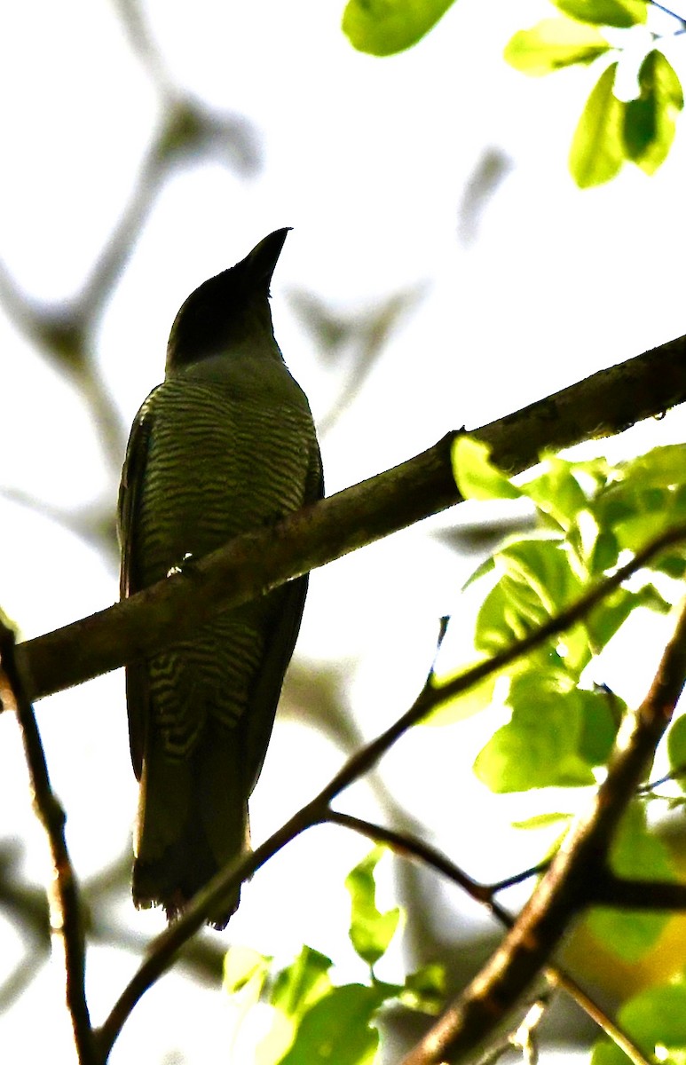 Andaman Cuckooshrike - mark perry