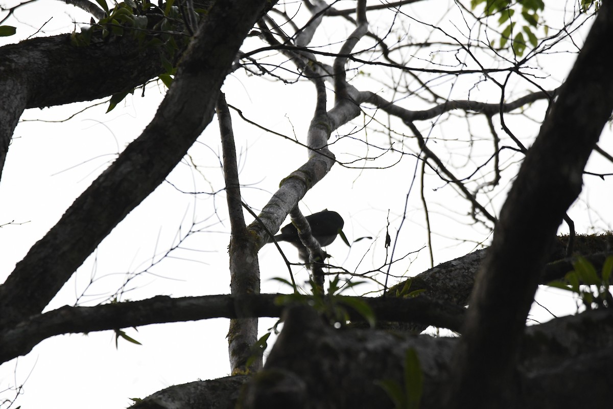 Andaman Cuckooshrike - ML620961760