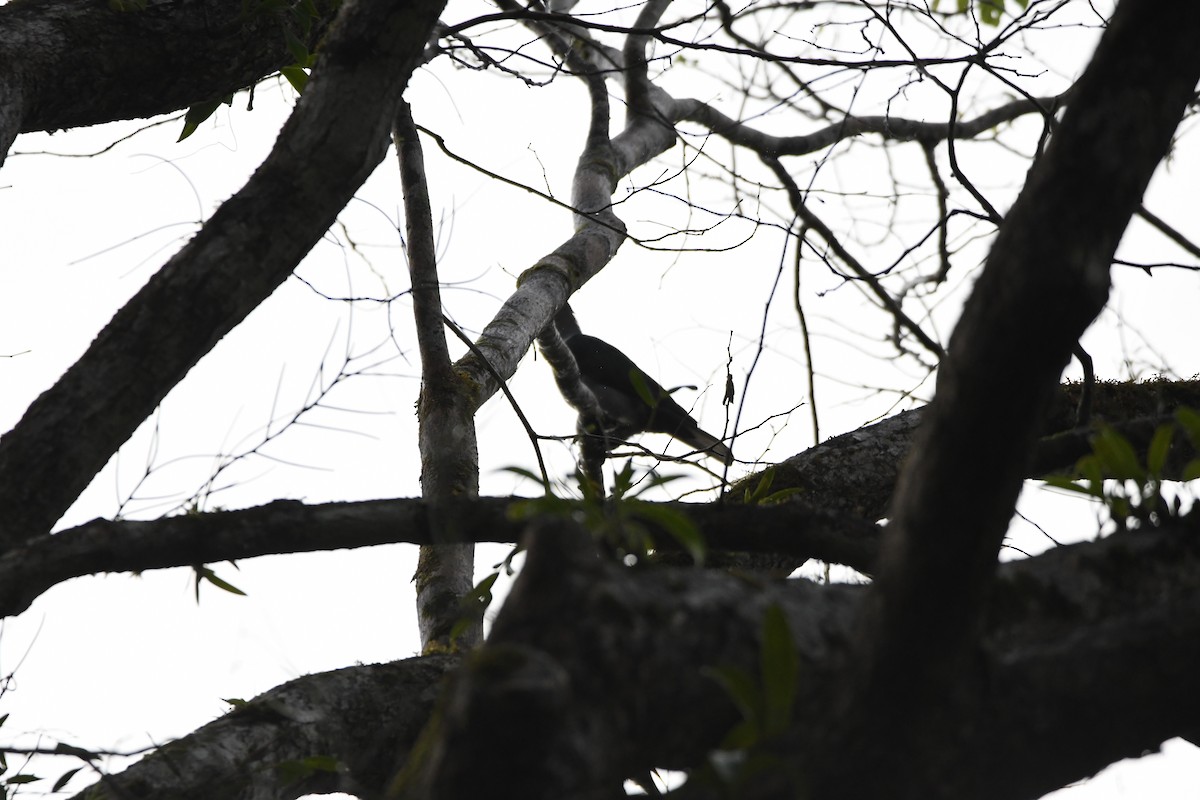 Andaman Cuckooshrike - ML620961764