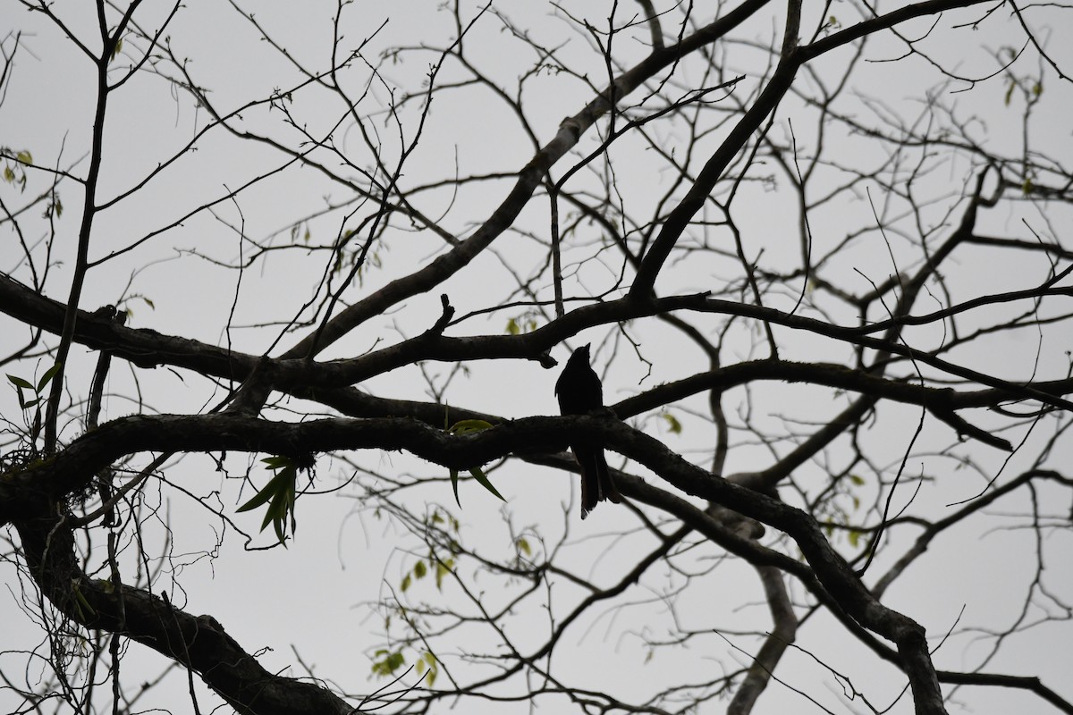 Andaman Cuckooshrike - ML620961765