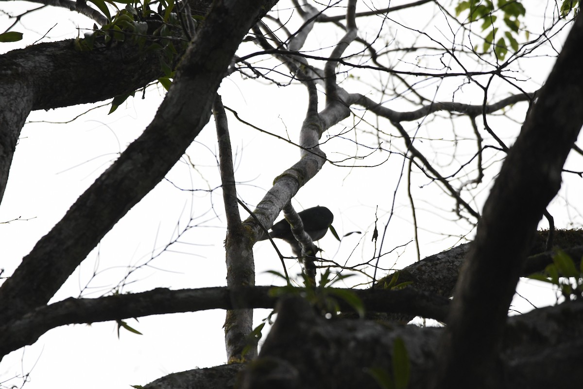 Andaman Cuckooshrike - ML620961769