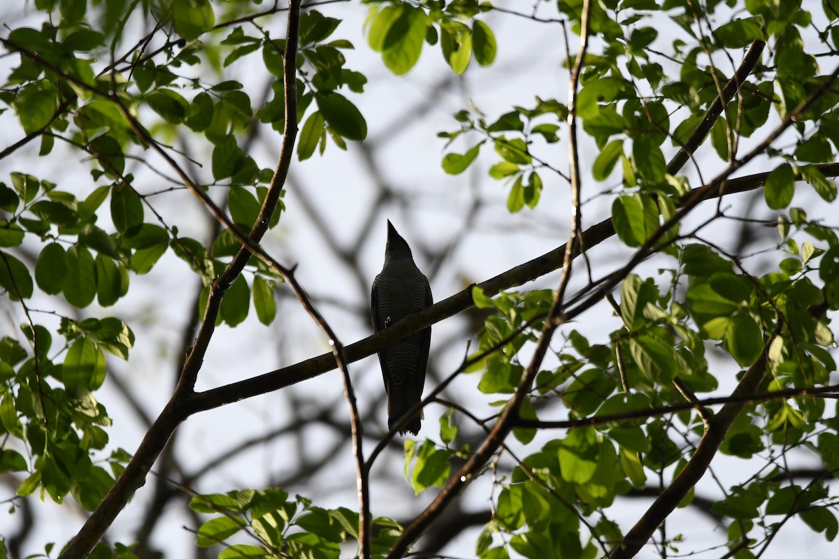 Andaman Cuckooshrike - ML620961771