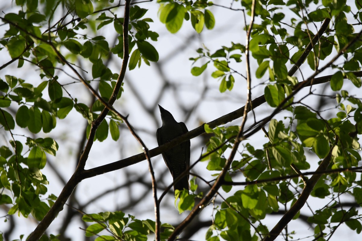 Andaman Cuckooshrike - ML620961772