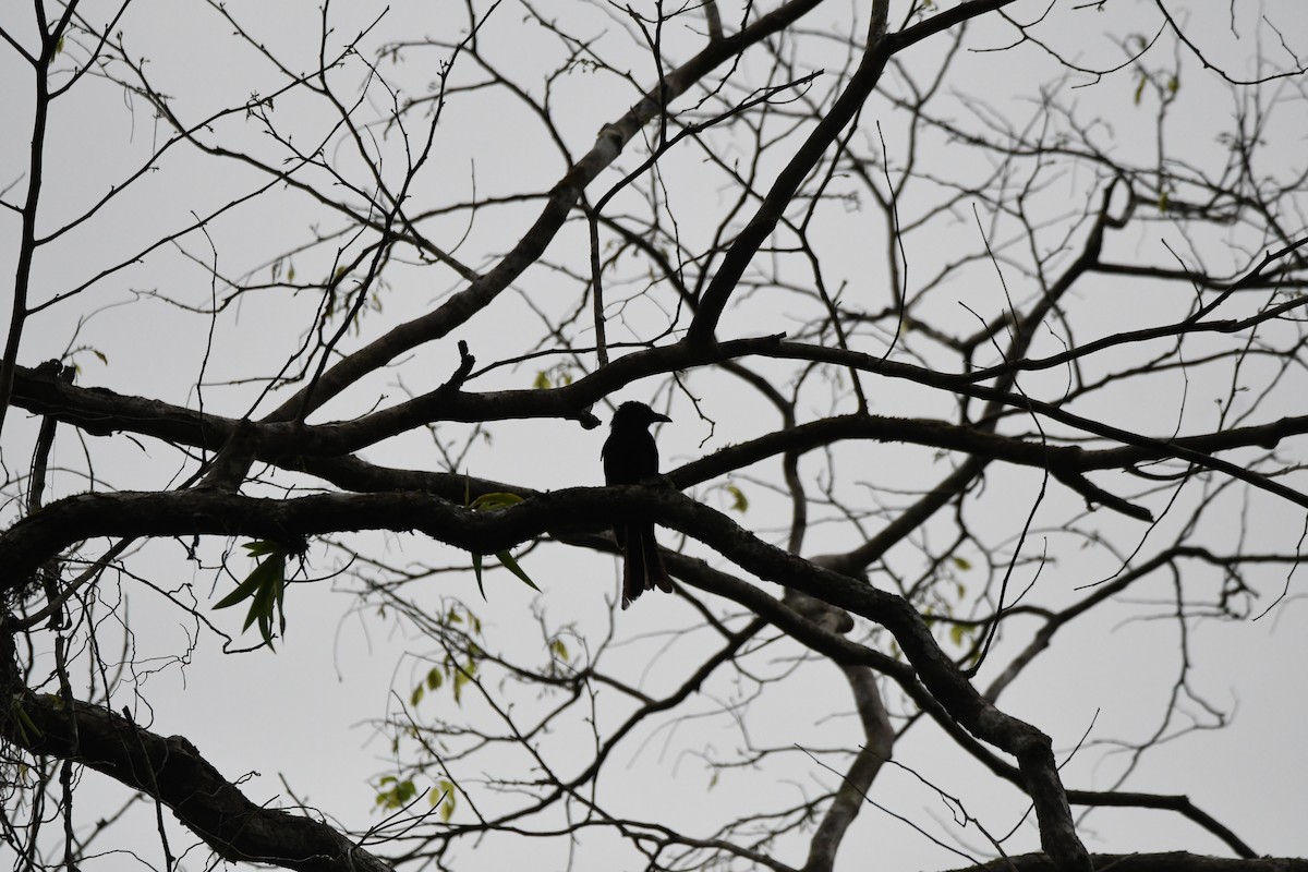 Andaman Cuckooshrike - ML620961773