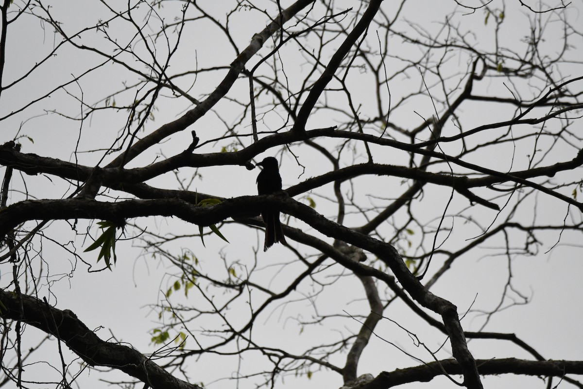 Andaman Cuckooshrike - ML620961774