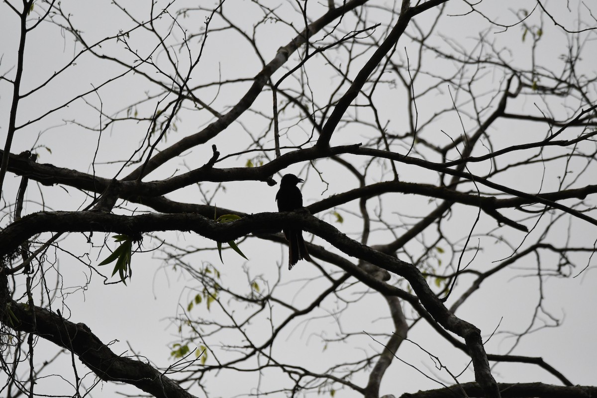 Andaman Cuckooshrike - ML620961775