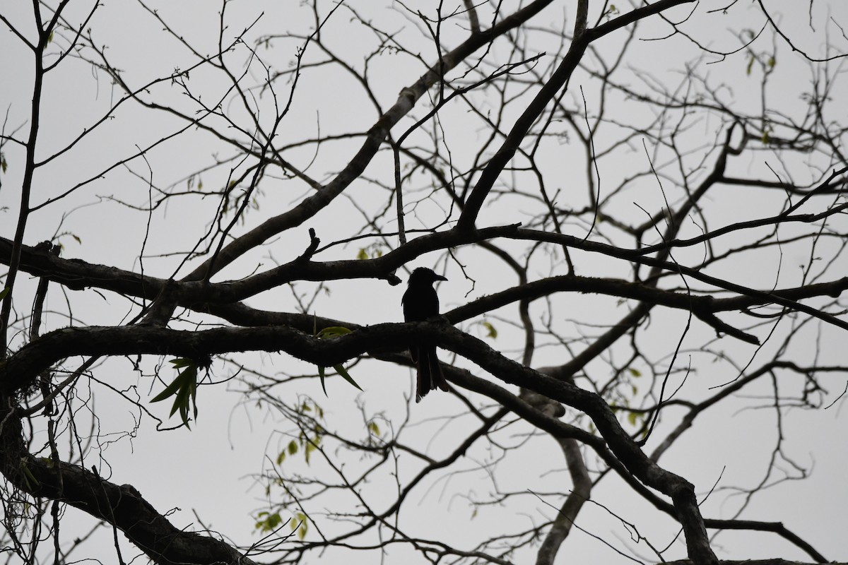 Andaman Cuckooshrike - ML620961776