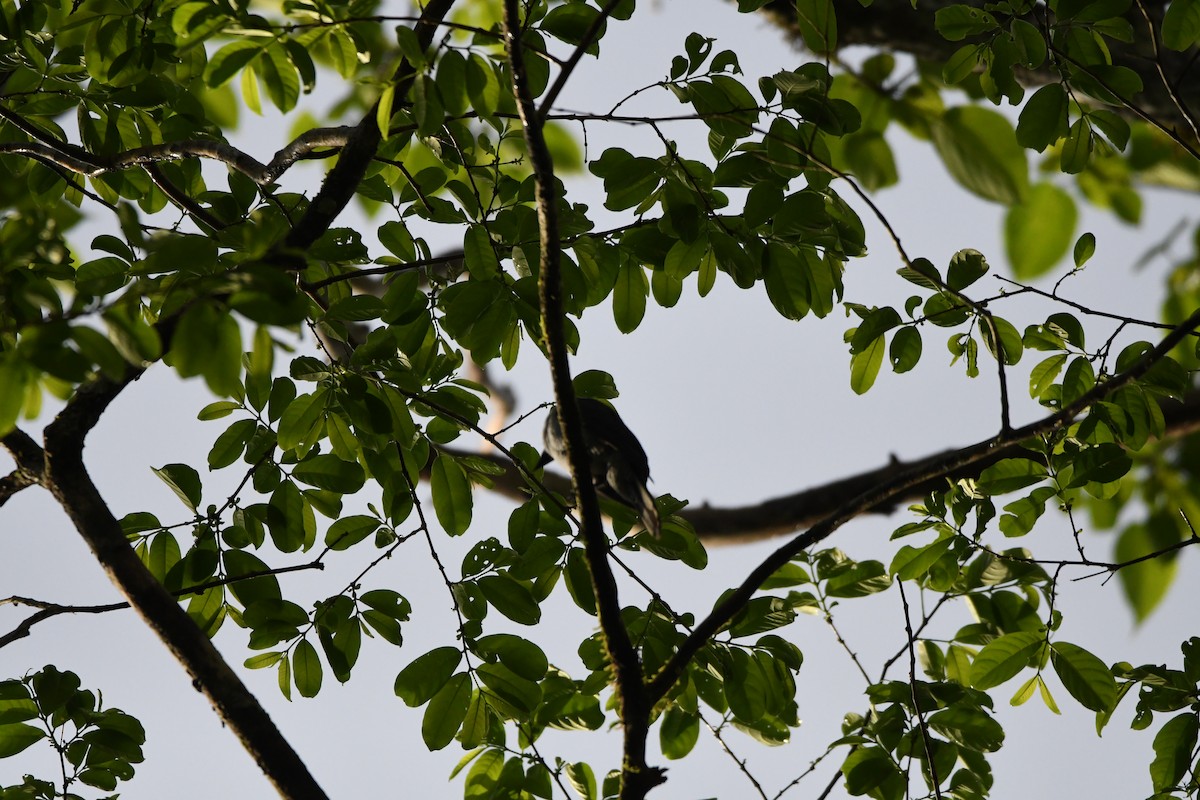 Andaman Cuckooshrike - ML620961777