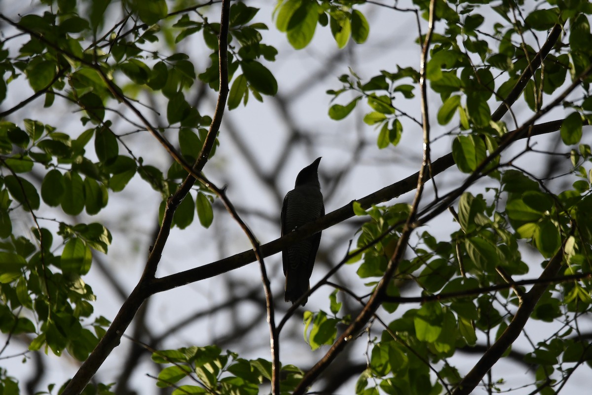 Andaman Cuckooshrike - ML620961778