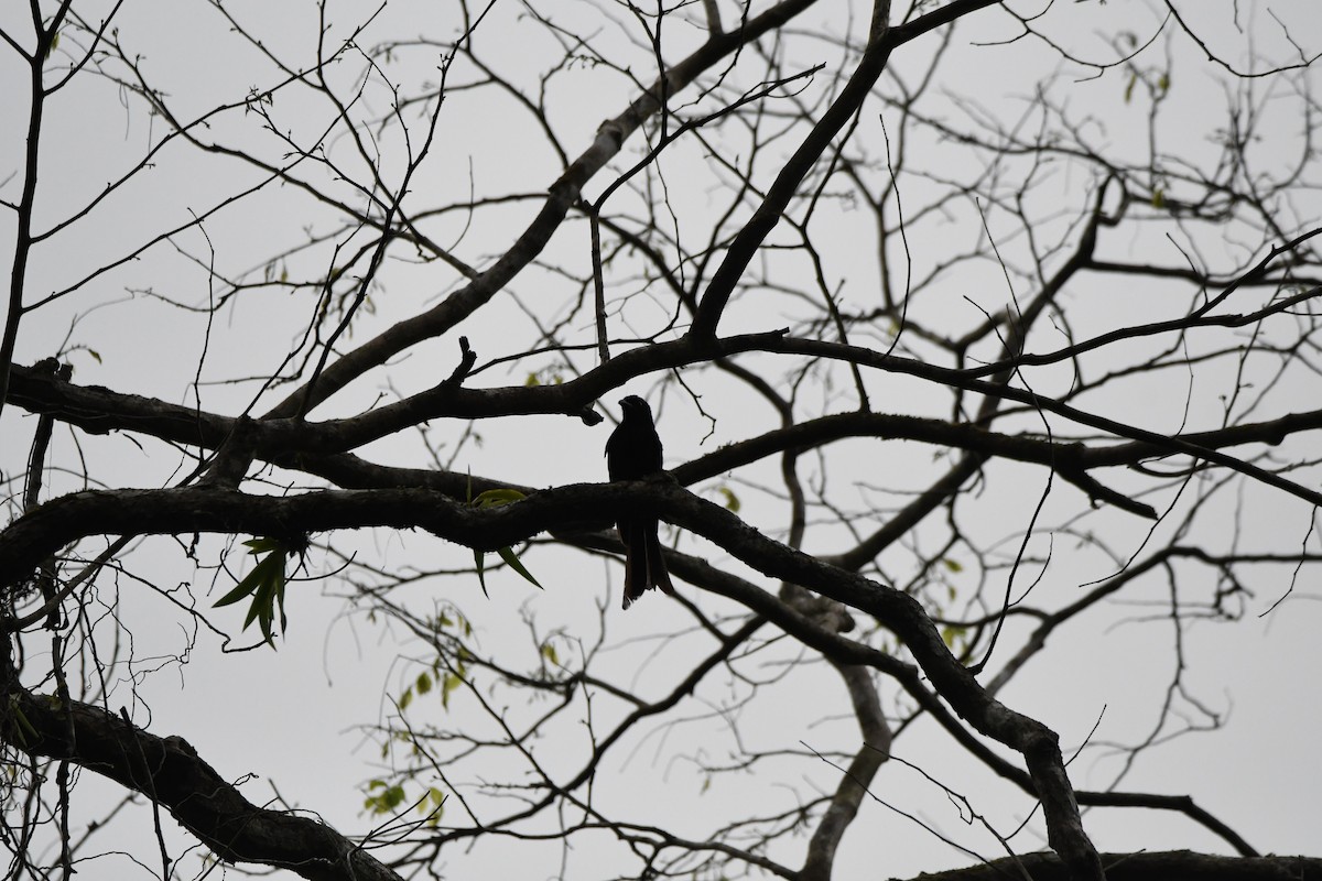 Andaman Cuckooshrike - mark perry