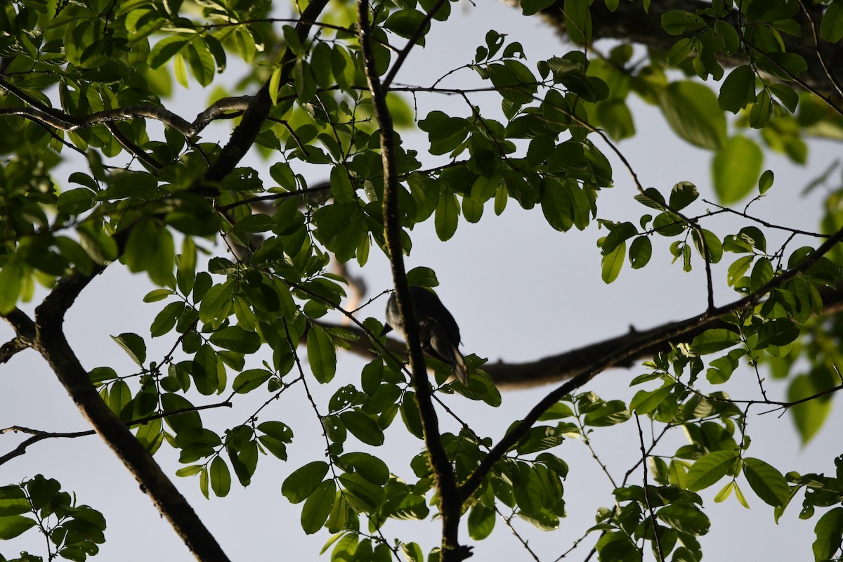 Andaman Cuckooshrike - ML620961780