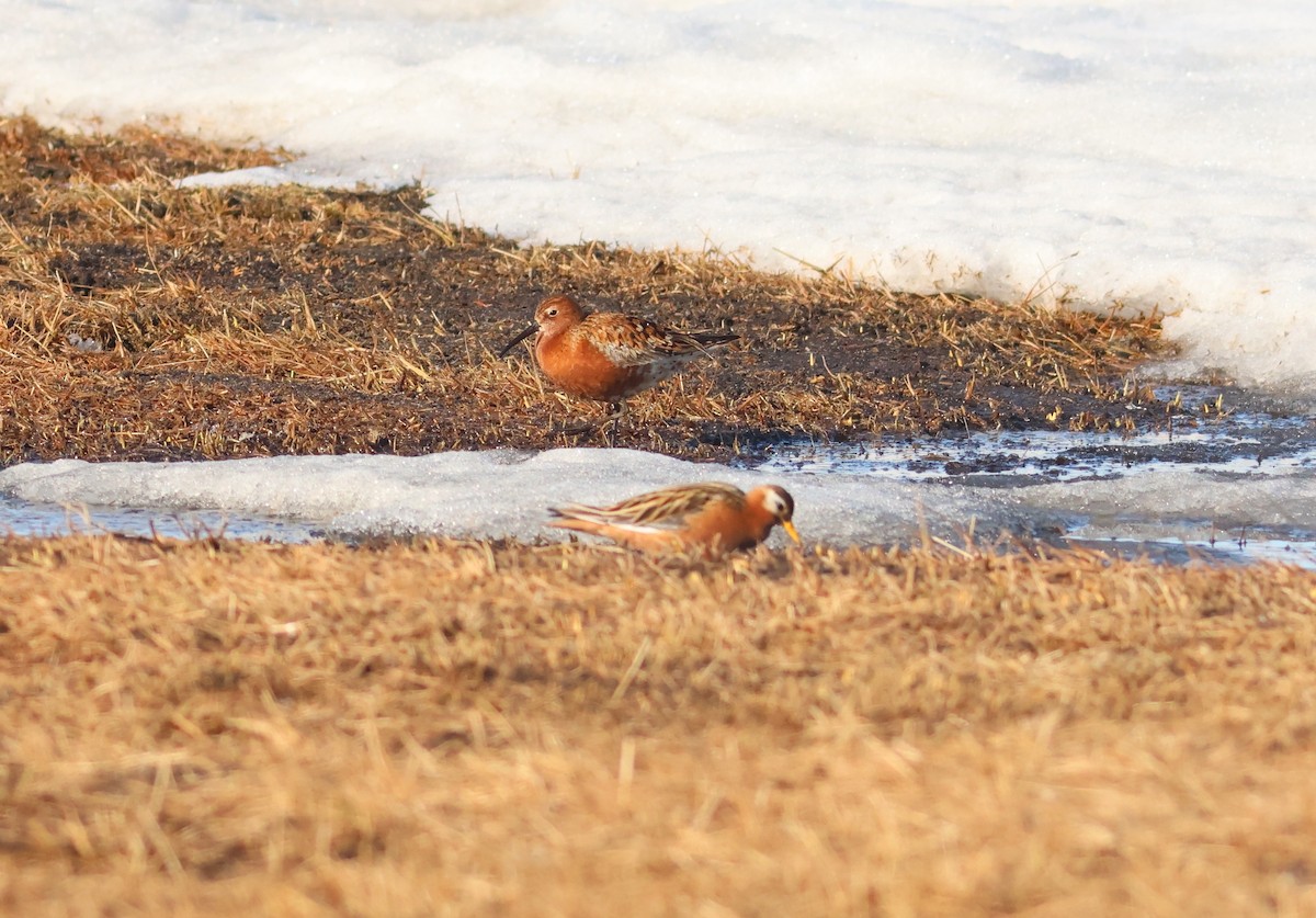 Curlew Sandpiper - ML620962025