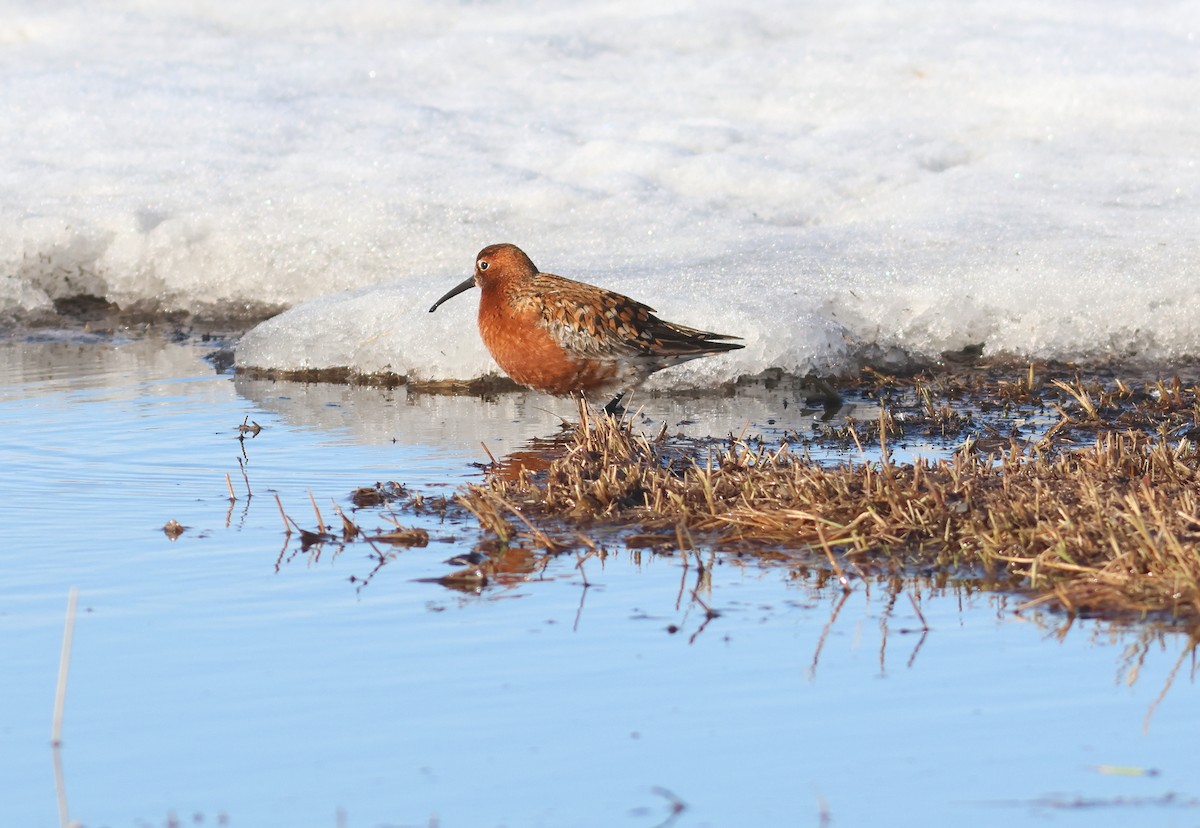 Curlew Sandpiper - ML620962027