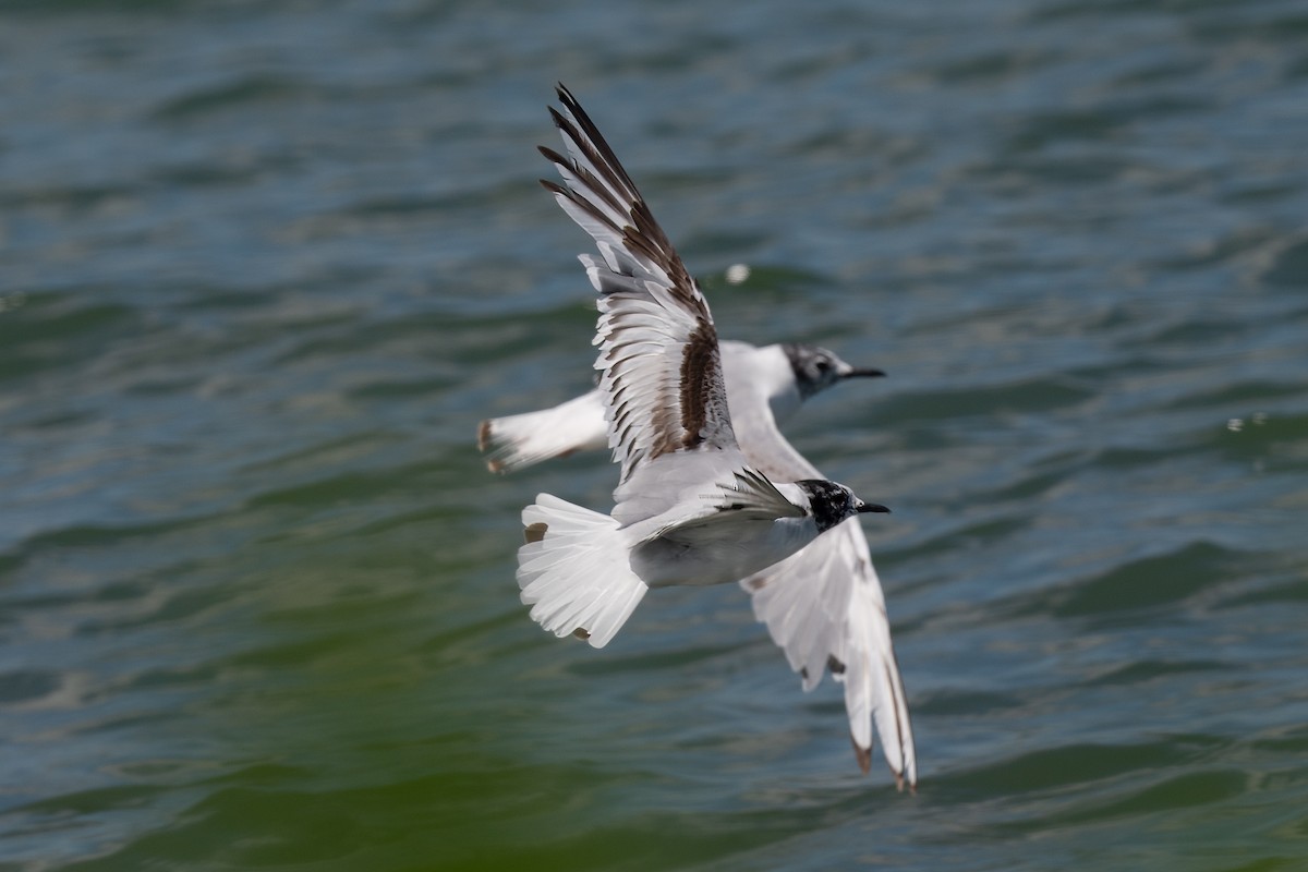 Little Gull - ML620962167