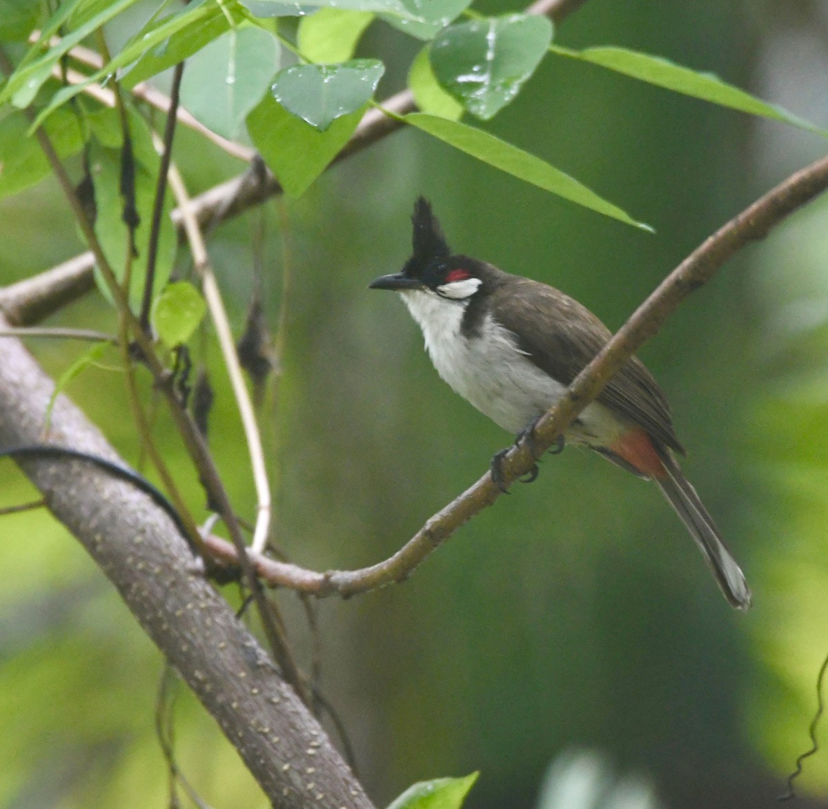 Red-whiskered Bulbul - mark perry