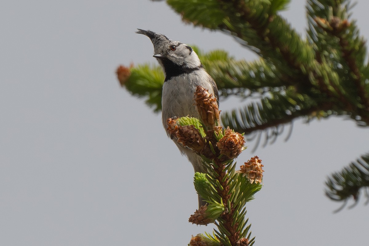 Crested Tit - ML620962219