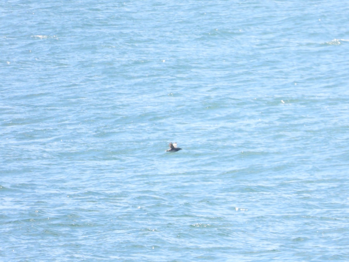 Rhinoceros Auklet - Quentin Reiser