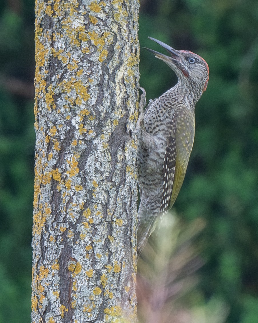 Eurasian Green Woodpecker - ML620962406