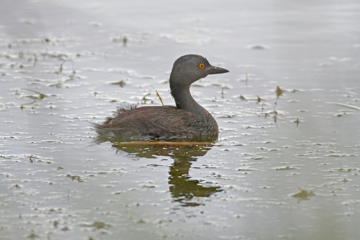 Least Grebe - ML620962407