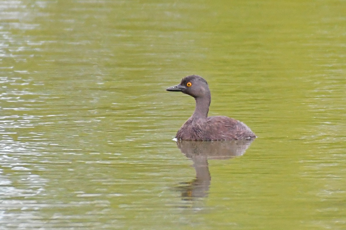 Least Grebe - ML620962408