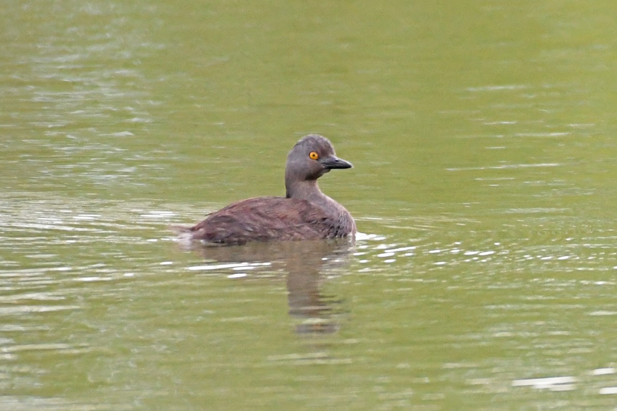 Least Grebe - ML620962409
