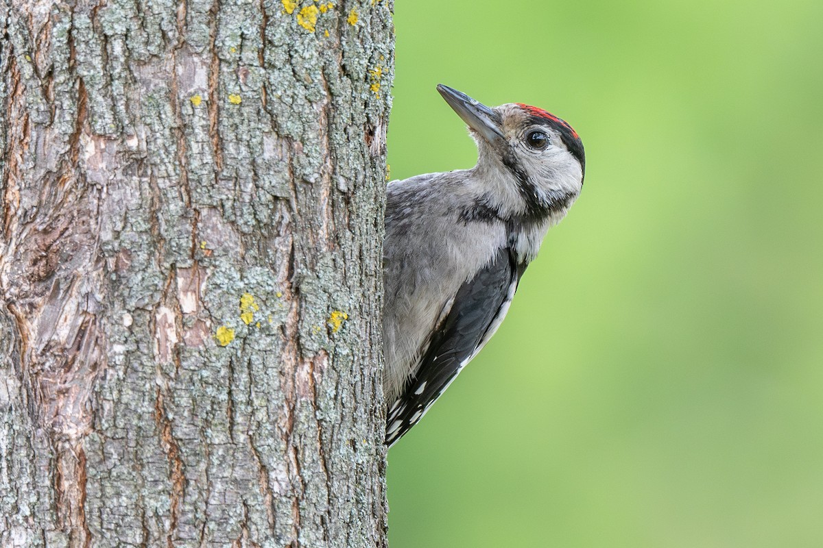 Great Spotted Woodpecker - ML620962410