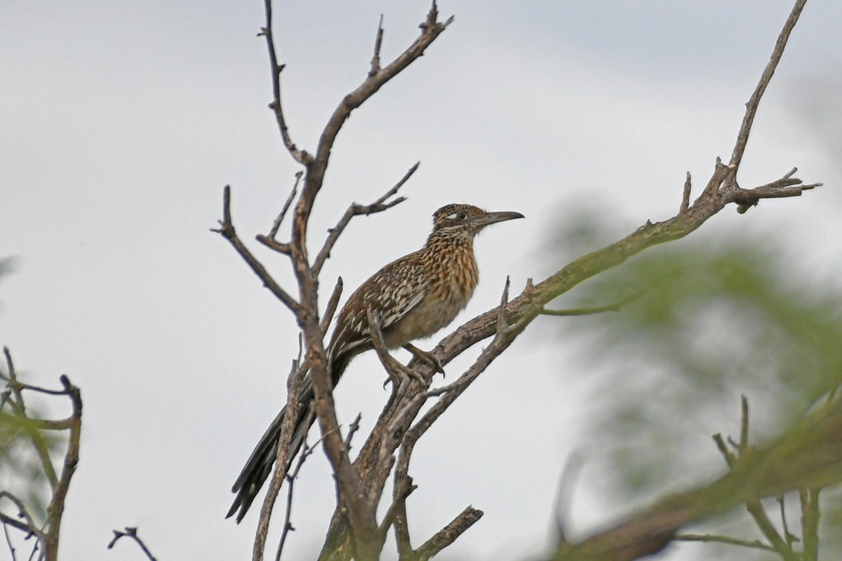 Greater Roadrunner - ML620962445