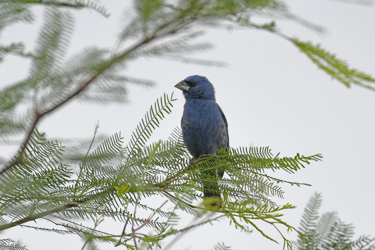 Blue Grosbeak - ML620962462
