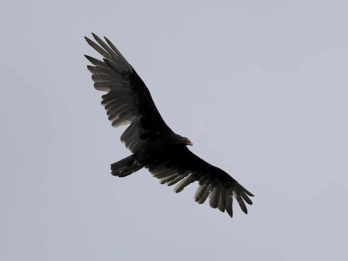 Turkey Vulture - ML620962466