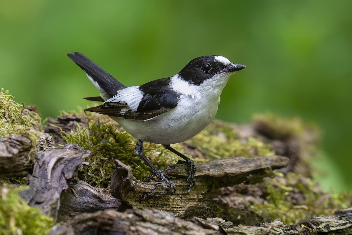 Collared Flycatcher - Jeff Maw