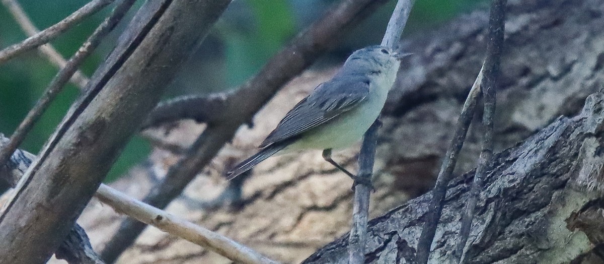 Lucy's Warbler - ML620962527