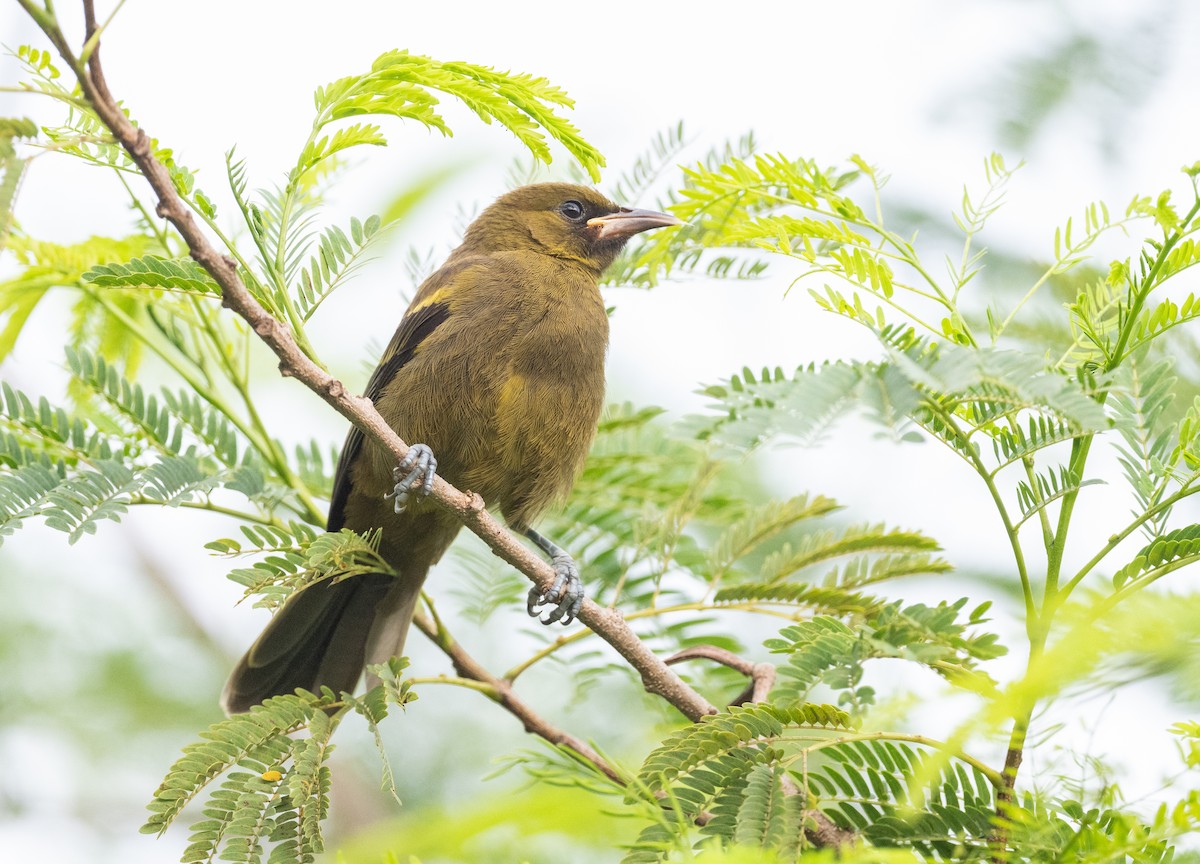 Cuban Oriole - ML620962597