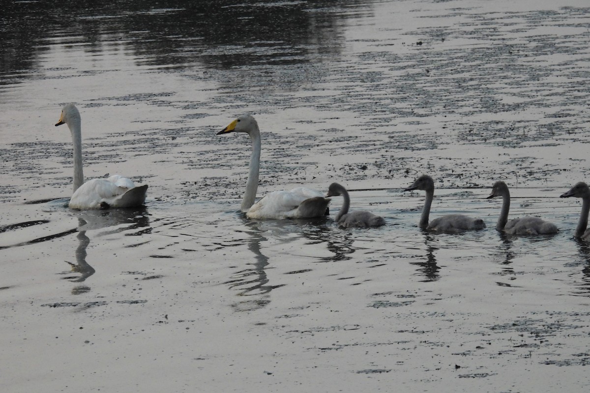 Whooper Swan - ML620962704
