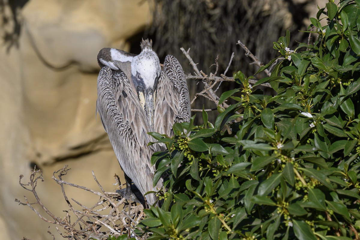 Brown Pelican - ML620962742